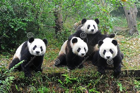 Giant Pandas Posing For Camera Stock Image Image Of Eating Bear