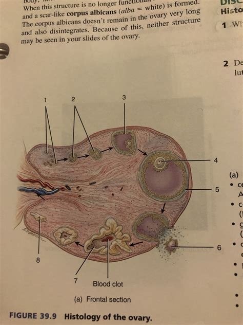 Rs Histology Of Ovary Diagram Quizlet