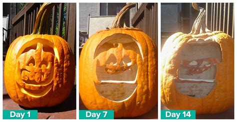 Ask Wet And Forget 2015 Wet And Forget Pumpkin Preservation Challenge