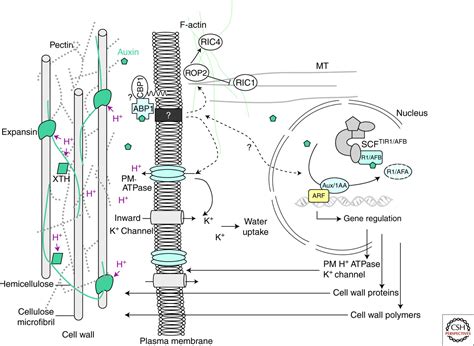 Plant hormone induces cell division. Cellular Responses to Auxin: Division versus Expansion