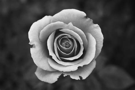 The combination of white roses and blue flowers in this beautiful bouquet. Free Images : blossom, black and white, flower, petal ...
