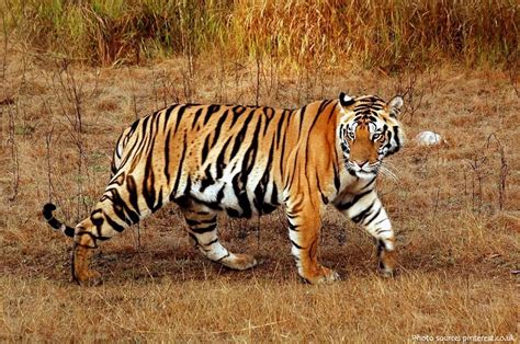 Interesting Facts About The Bengal Tiger Just Fun Facts