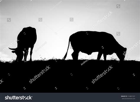 Cow Silhouette In Black And White Close Up Stock Photo 514801531