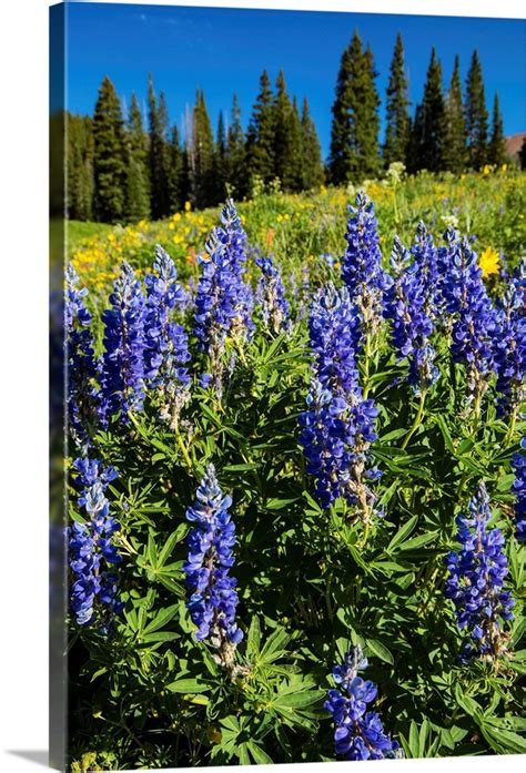 Purple Wildflowers Growing In A Field Crested Butte Colorado Wall Art