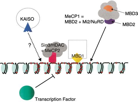 Dna Methylation Patterns And Epigenetic Memory