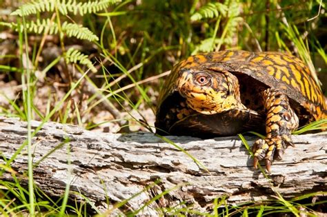 Eastern Box Turtle Care Sheet Reptifiles