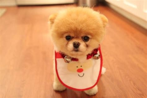 Top World Pic Boo Dog Cutest Dog In The World