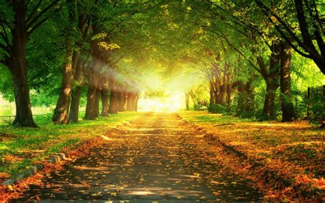 Download Leaves Covered Road Between Trees Hd Wallpaper Nature By