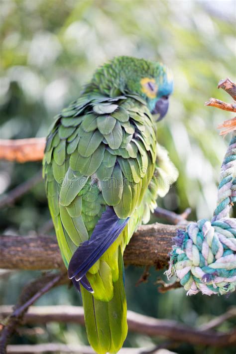 Parrot Portrait Of Bird Wildlife Scene From Tropic Nature Stock Image