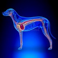 Hundeherz - Anatomie Des Kreislaufsystem Stockfoto - Bild von medizin ...