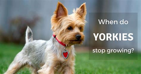 When your uterus cramps up, it's helping the period blood flow out of your vagina. When Do Yorkies Stop Growing: How to Find Out? - Pet So Fun