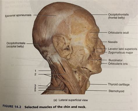 Selected Muscles Of The Chin And Neck Diagram Quizlet