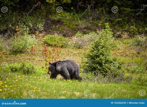 Black Bear In Forests Of Banff And Jasper National Park Canada Stock