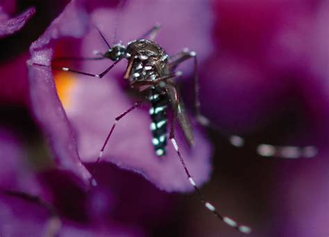 An Asian Tiger Mosquito Feedin Image Eurekalert Science News Releases