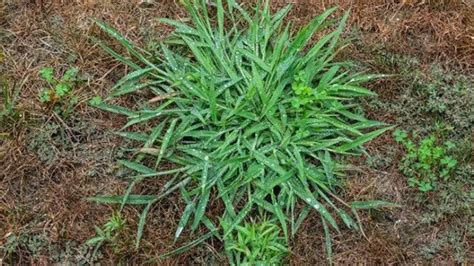 How To Get Rid Of Crabgrass Naturally Follow The Easy Steps My Prime