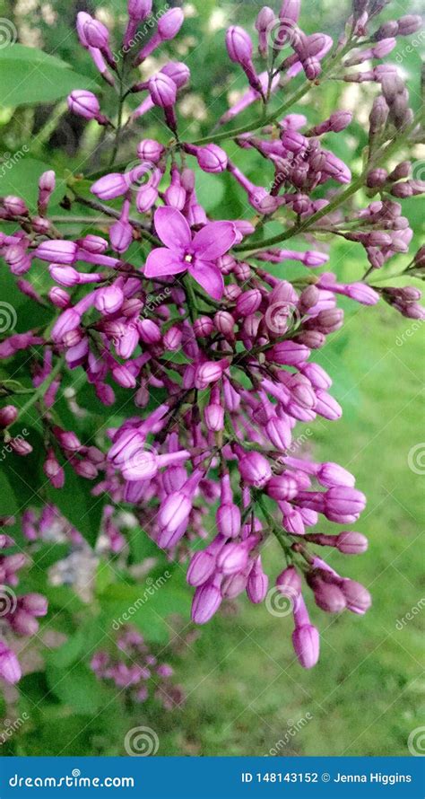 Lakeside Lilac Stock Photo Image Of Hill Overlooking 148143152