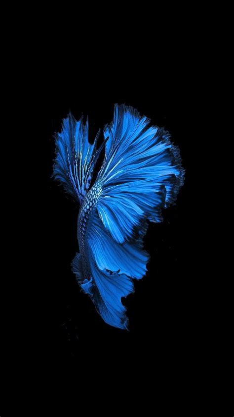 The siamese fighting fish (betta splendens), also known as the betta (particularly in the uscitation needed) and simply as the fighter, is a popular species of. Blue Fighter fish Black background amoled iphone | Fish ...