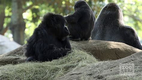Western Lowland Gorilla Born At Zoo Atlanta Youtube