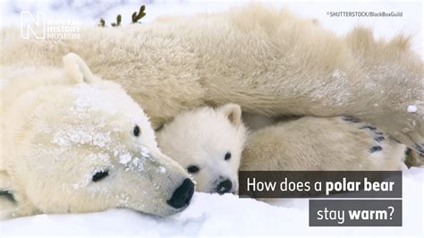 How Does A Polar Bear Stay Warm Natural History Museum Youtube
