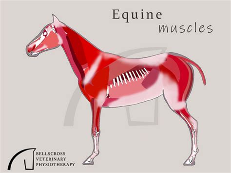 Equine Superficial Muscles Webinar Bellscross Vetphysio