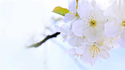 Bright Flowers White Hd Desktop Wallpapers 4k Hd