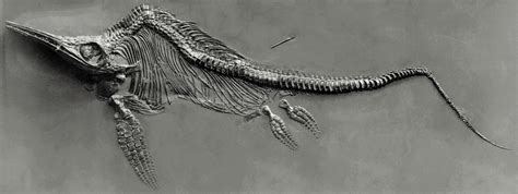 Ichthyosaur Paleontology Wiki Fandom