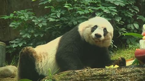 The Worlds Oldest Panda In Captivity Dies Youtube