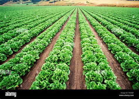 Monterey Californiacounty Salinas Valley Region Called Salad Bowl Of