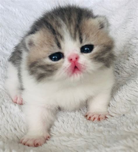 Exotic Shorthair Cats For Sale Chapel Hill Nc 305286