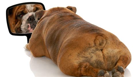 How Can You Tell Your Dog Is Overweight