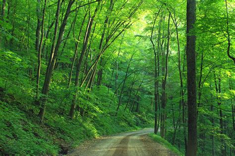 100 Waldweg Fotos · Pexels · Kostenlose Stock Fotos