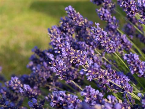 Lavender Flowers In France Stock Photo Image Of Herbal 12242002