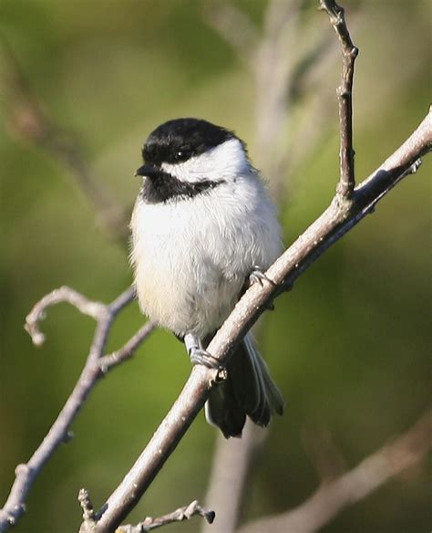 Free Picture Black Capped Chickadee Bird High Resolution