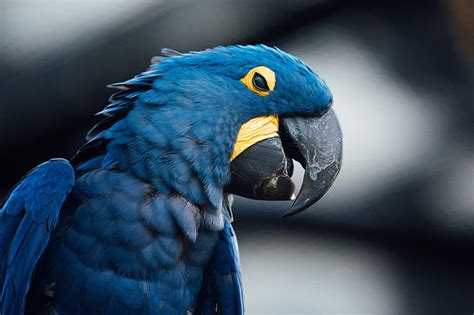Birds Hyacinth Macaw Bird Hd Wallpaper Peakpx