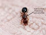 Pictures of Do Queen Carpenter Ants Have Wings