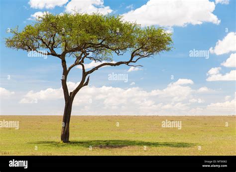 Acacia Tree In African Savanna Stock Photo Alamy