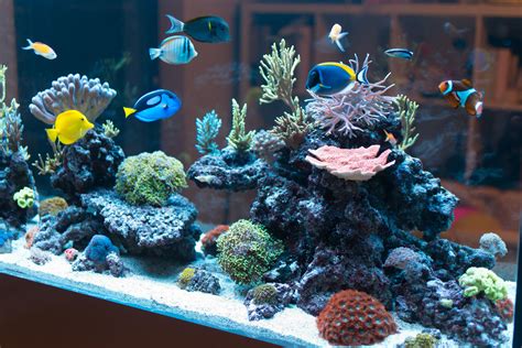 Problems With Tap Water In Saltwater Aquariums