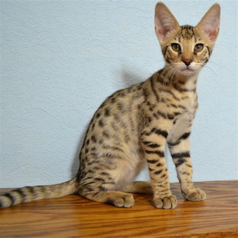 The combination of serval cats and siamese makes this type of cat one of a kind. F2 Savannah Kittens Available in Ohio Savannah Cats Call ...