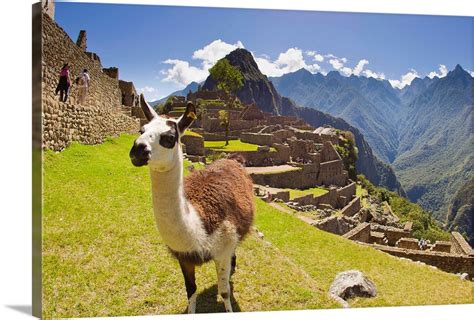 A Llama At The Pre Columbian Inca Ruins At Machu Picchu Wall Art