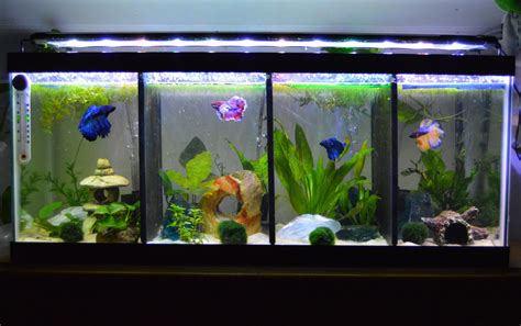 Forum community dedicated to tropical fish owners and enthusiasts. 20 Gallon Fish Tank Dividers