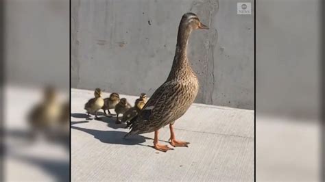 Ducklings Reunited With Mom After Falling Into Storm Drain Video Abc News