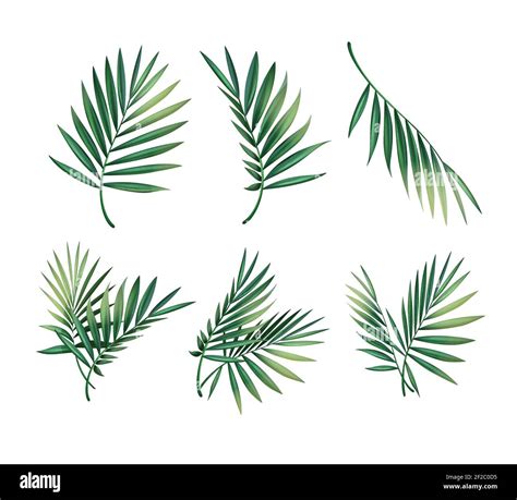 vector set of different green tropical palm leaves isolated on white background stock vector