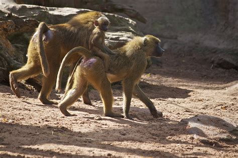 Some Clues About Why Male Guinea Baboons Fondle Each Others Genitals Digi Crunch