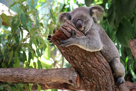 Koala Cuddles In Den Kuranda Koala Gardens Thebraidedgirl Reiseblog