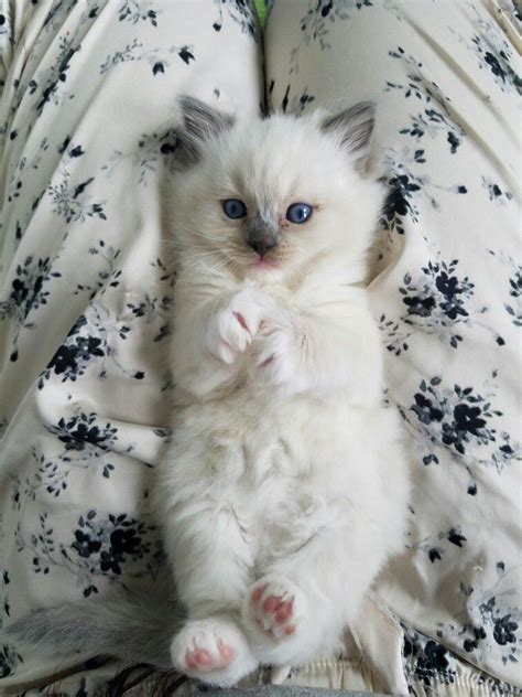 Perfectchange Ragdollnlkittens Ragdoll Kittens Cats