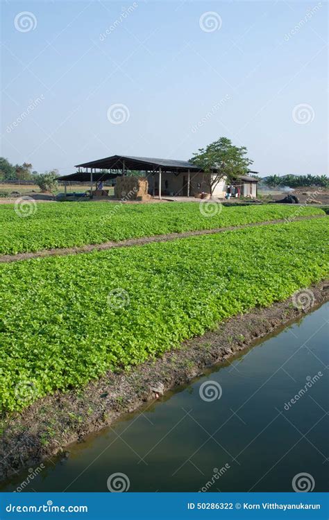 Celery Farming In Thailand Stock Photo Image Of Healthy Organic