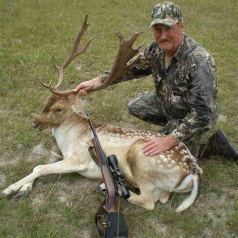 Fallow Deer Hunting In Texas At Shonto Ranch • Kerrville Tx