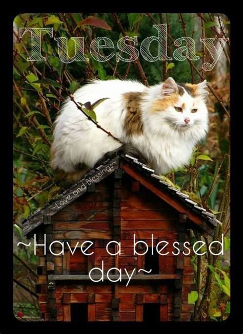 Cat Tuesday Have A Blessed Day Pictures Photos And Images For