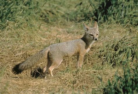 San Joaquin Kit Fox Facts Diet Habitat And Pictures On Animaliabio