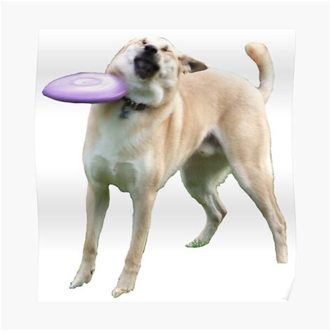Dog Being Hit By Frisbee Bazaarstory